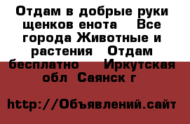 Отдам в добрые руки щенков енота. - Все города Животные и растения » Отдам бесплатно   . Иркутская обл.,Саянск г.